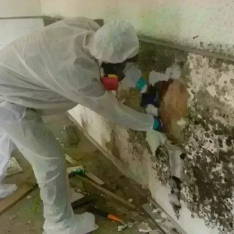 Mold Remediation and Removal in Carson County, TX